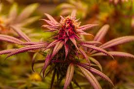 Discover the Magic of Granddaddy Purple Autoflower Discover the Magic of Granddaddy Purple Autoflower