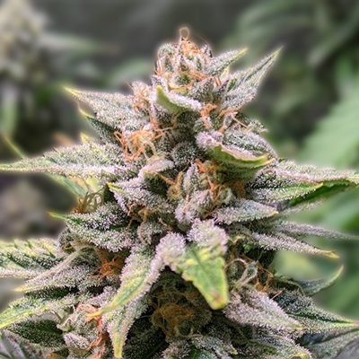 Discover the Magic of Granddaddy Purple Autoflower Discover the Magic of Granddaddy Purple Autoflower
